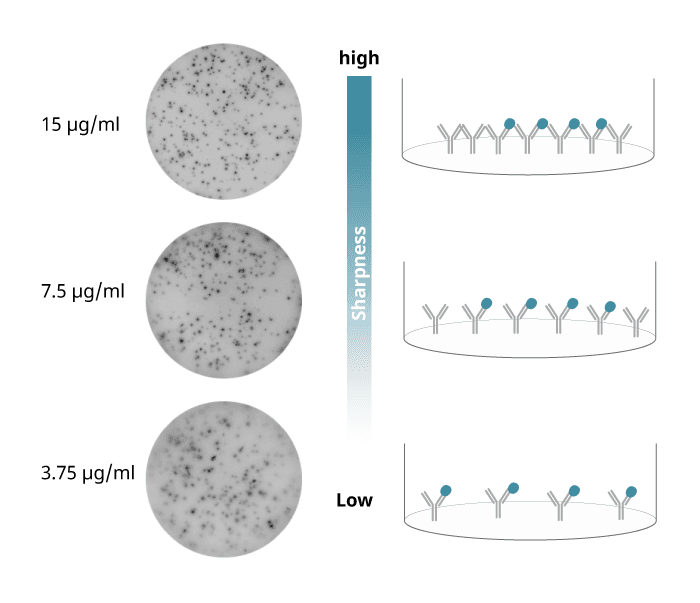 Higher concentration of capture antibody gives sharper spots