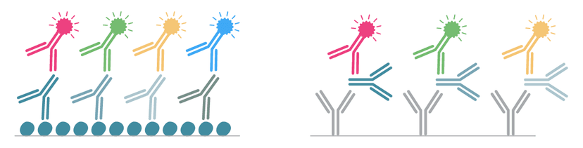 B cell FluoroSpot isotypes or subclasses