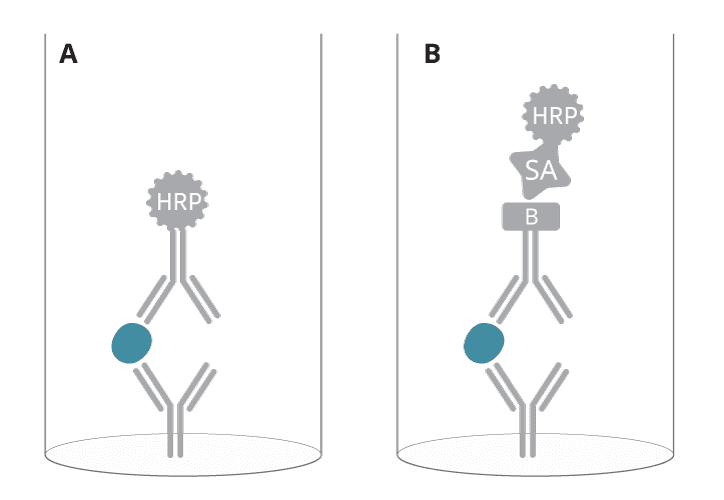 One- versus two-step detection in ELISA