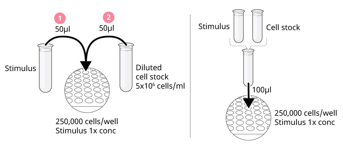 Proper addition of stimuli and cells in ELISpot or FluoroSpot