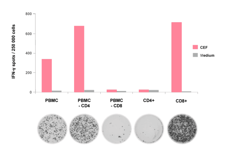 Cell Stimulation In Elispot And Fluorospot Mabtech 2536