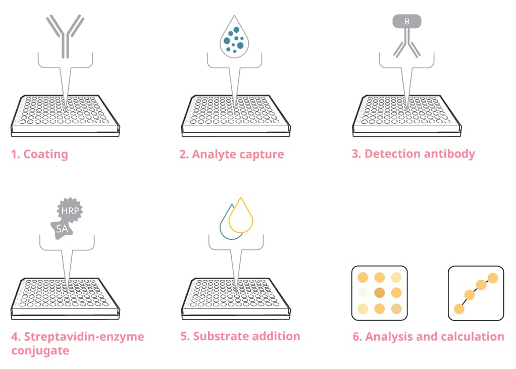 ELISA assay principle