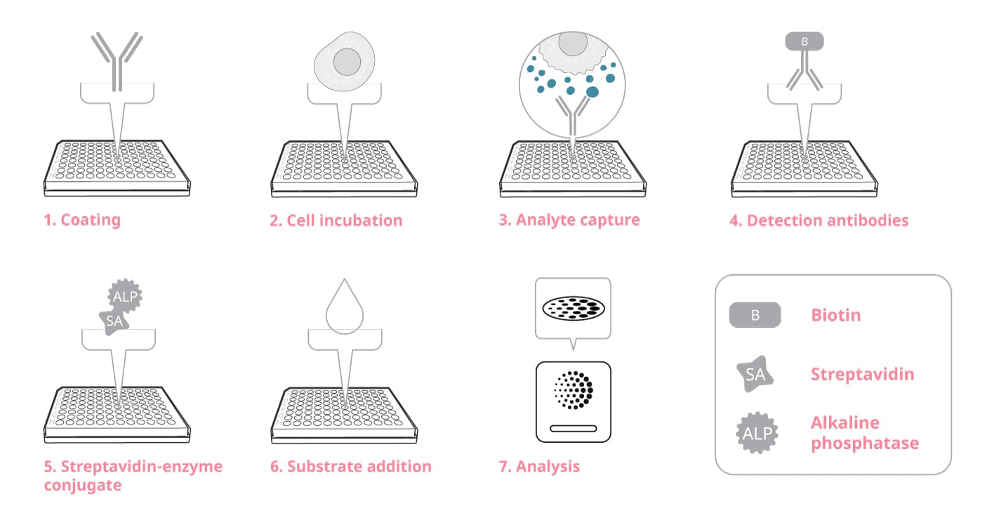 ELISpot assay principle