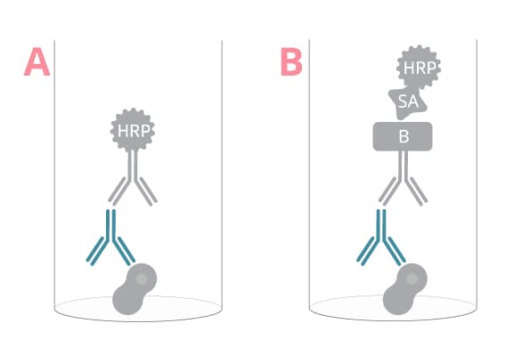 Antigen-specific immunoglobulin ELISA