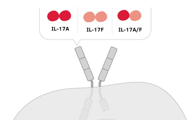 Human IL-17AF dimers