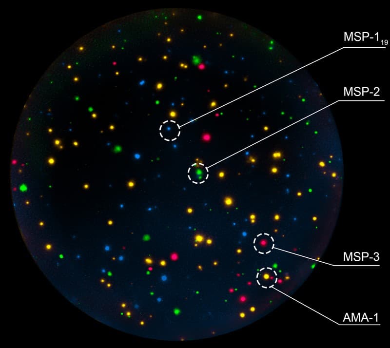 Malaria antigens in FluoroSpot