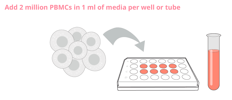 Adding PBMCs to cell culture plate for B cell stimulation with r848 and IL-2