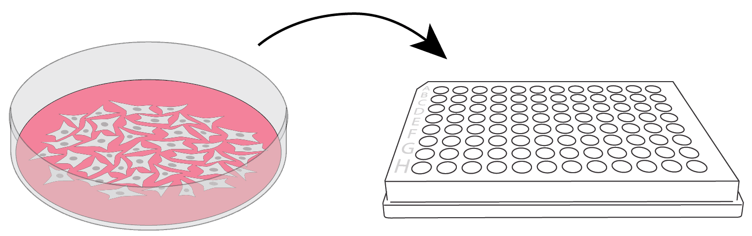 Adherent cells in ELISpot and FluoroSpot