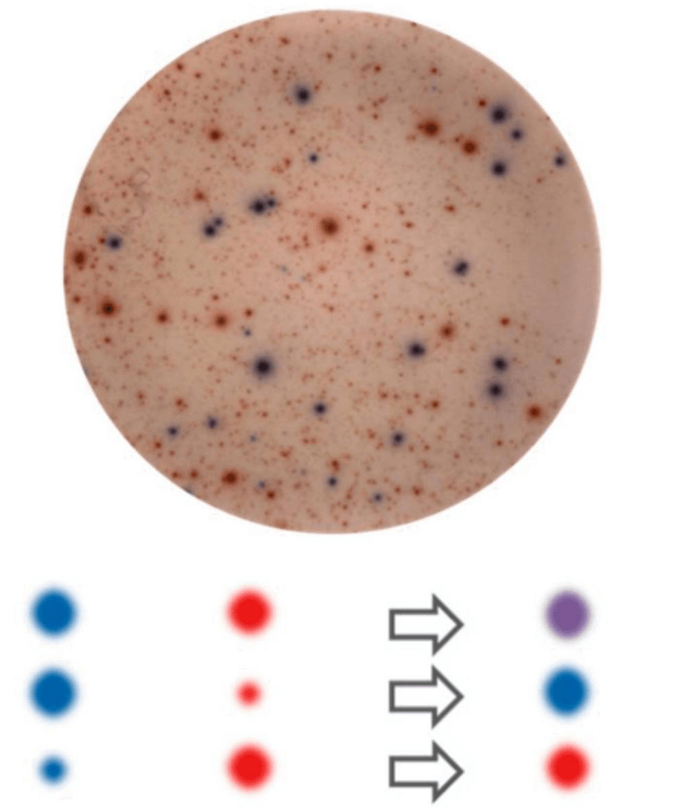 Dual ELISpots biased towards one color