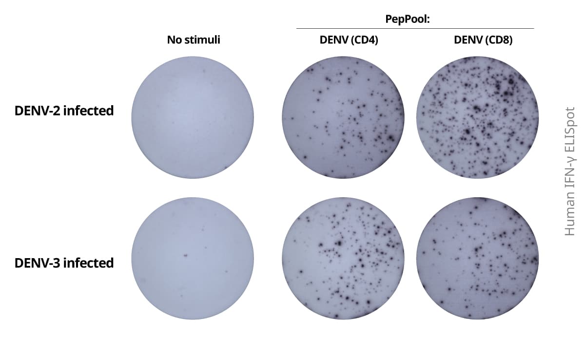 Dengue virus PepPool ELISpot