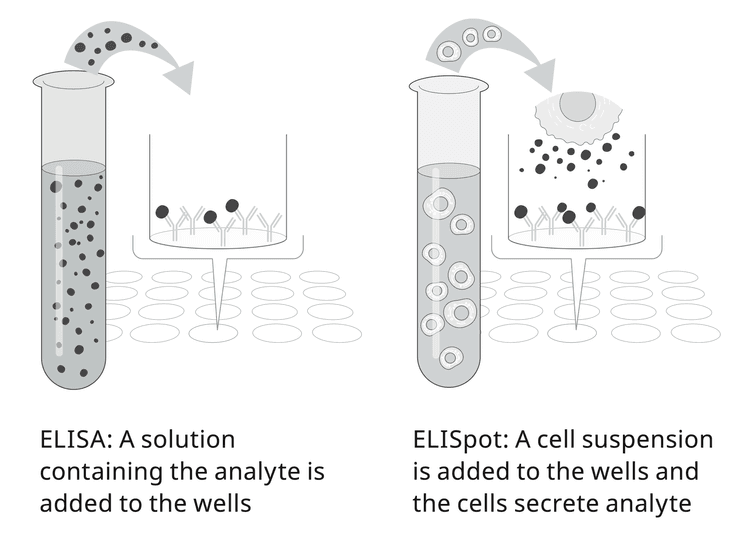 ELISA and ELISpot