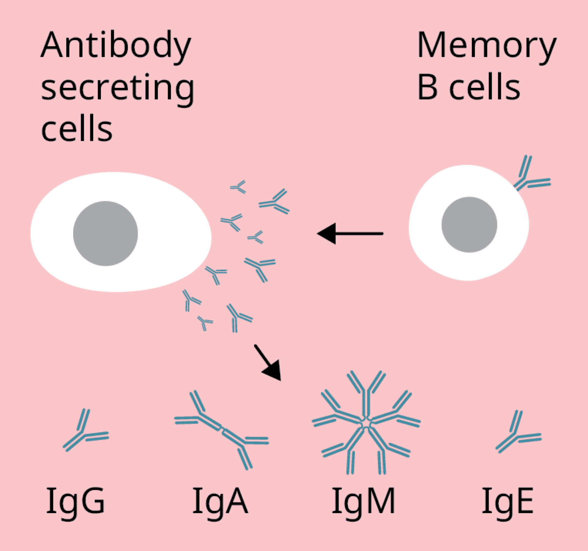 B cells