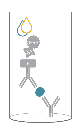 ELISA principle at a glance