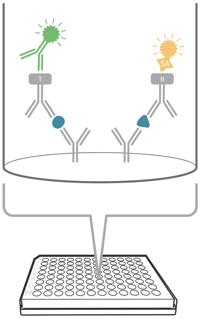 FluoroSpot principle