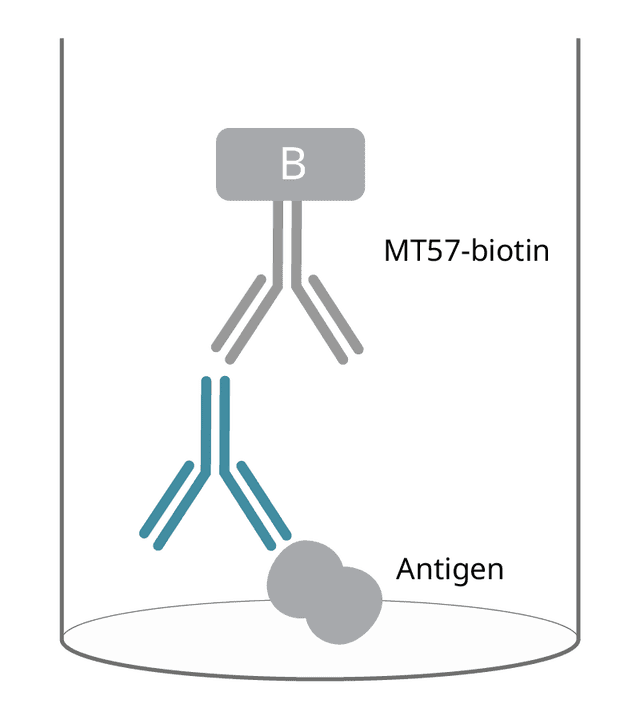 human iga 1