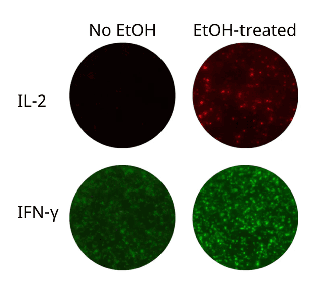 Improper ethanol treatment vs ethanol treatment of FluoroSpot wells