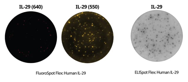 FluoroSpot and ELISpot wells with spots representing IL-29 secreting cells 