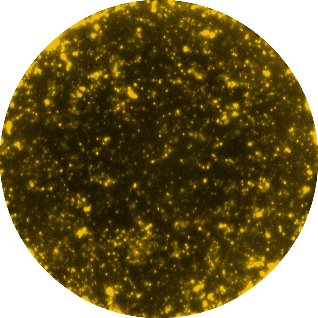 FluoroSpot well with yellow spots, indicating captured Granzyme A 