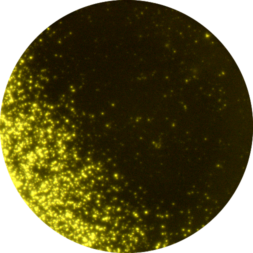 Uneven cell distribution in FluoroSpot well