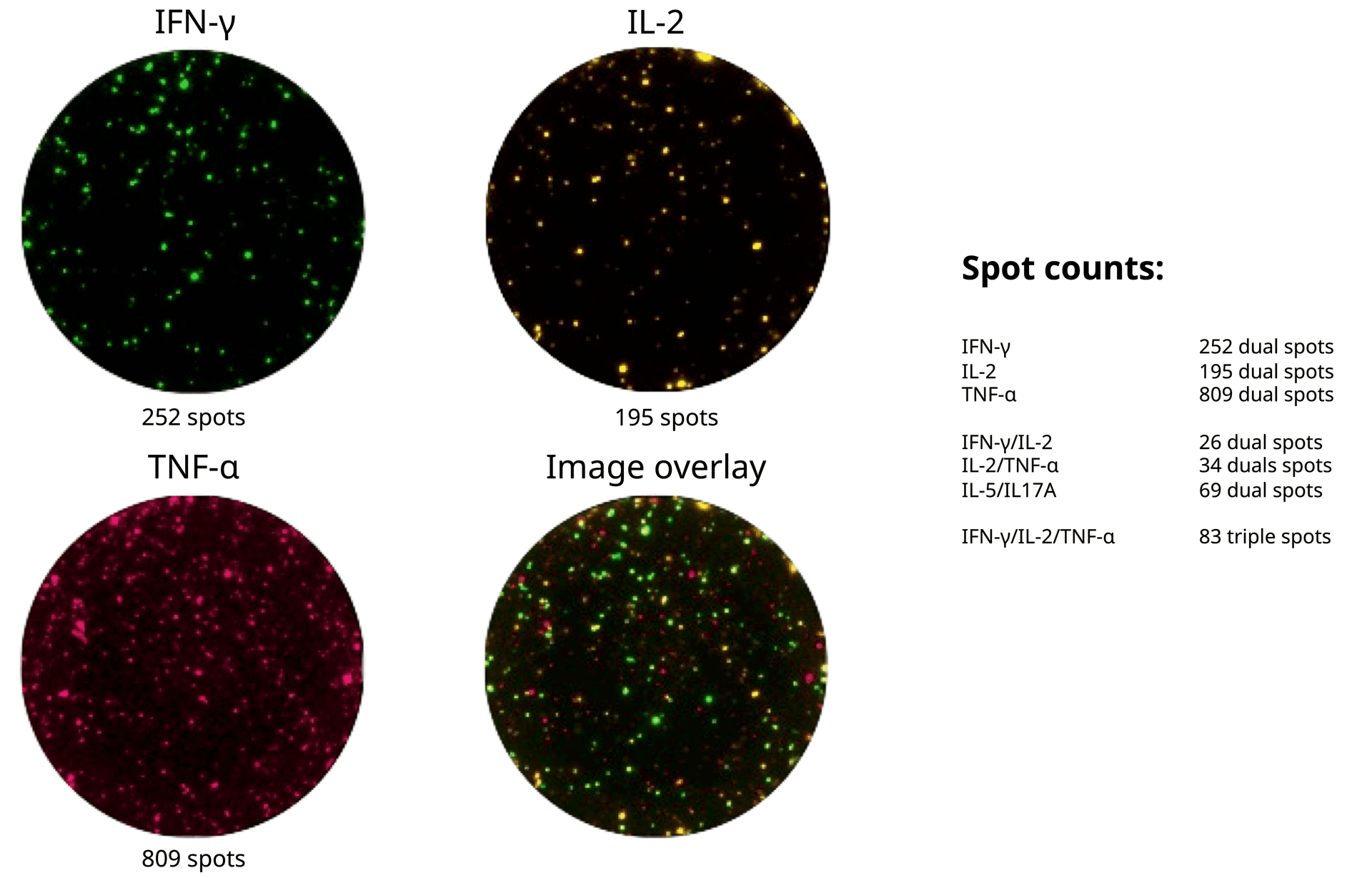 FluoroSpot SFU counts of different analytes secreted by monofunctional and polyfunctional cells.