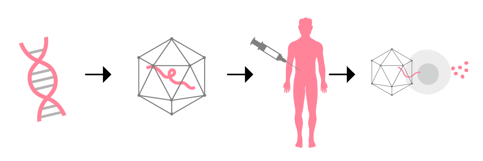 A schematic of how adeno-associated virus (AAV) gene therapies work