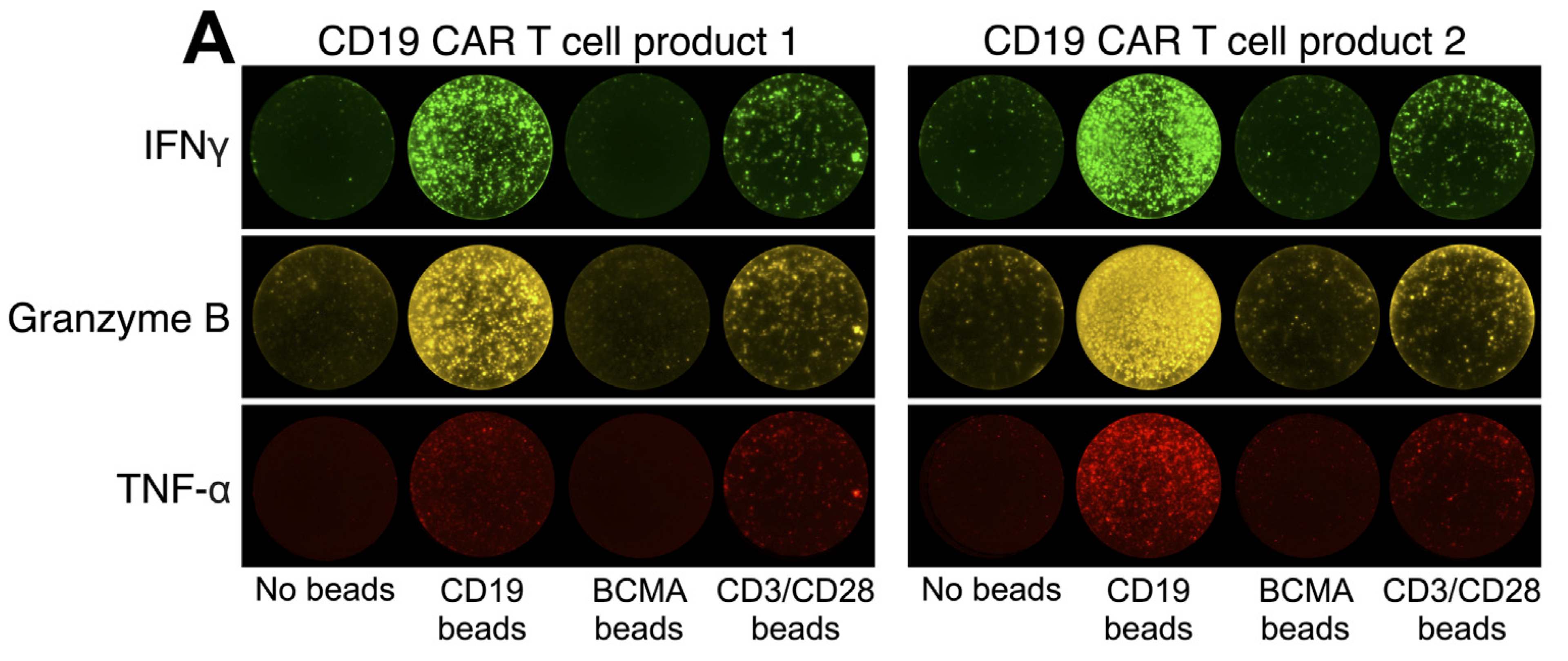 IFN-gamma/TNF-alpha/Granzyme B emerged as the most pertinent for characterizing clinical-grade CD19-targeted CAR-T cell products.