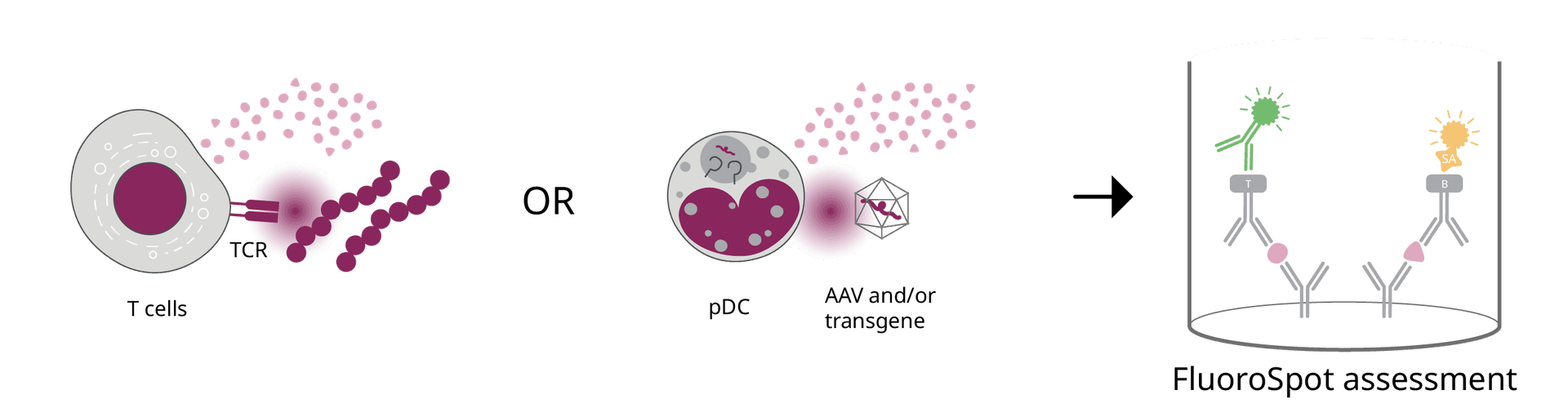 How T cell and innate immune cells can respond to AAV gene therapy and how FluoroSpot can be used to assess responses.