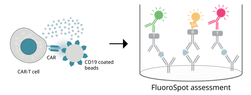 IFN-gamma/TNF-alpha/Granzyme B emerged as the most pertinent for characterizing clinical-grade CD19-targeted CAR-T cell products.