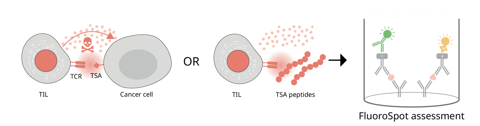 Assessment of TIL functionality by stimulating TILs with cancer or TSA antigen