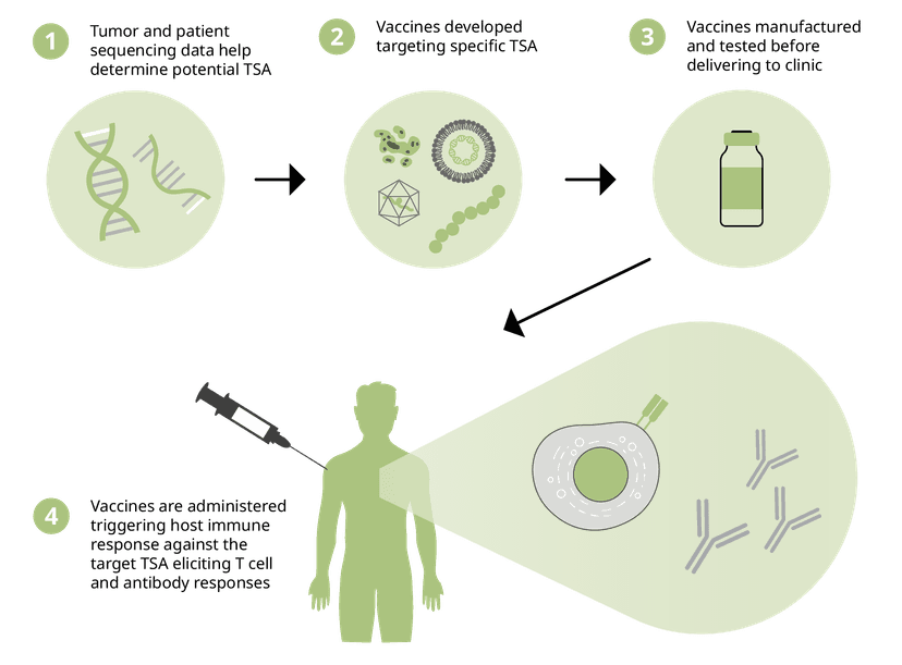 Schematic of how cancer vaccines are developed with cell based, viral, DNA or RNA, and peptide based cancer vaccines