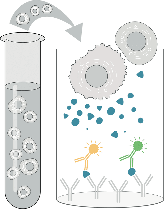 Cells are first cultured with specific stimuli for a specified time period before being added to a FluoroSpot or ELISpot plate.