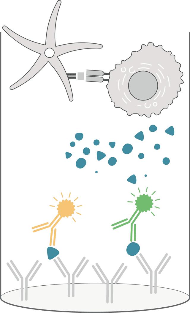 Different cell types are incubated together to assess cell-to-cell interaction in immune activation