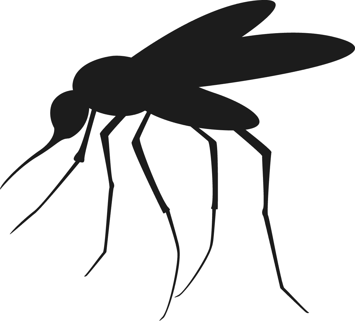 Mosquito