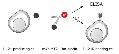 Retain IL-21