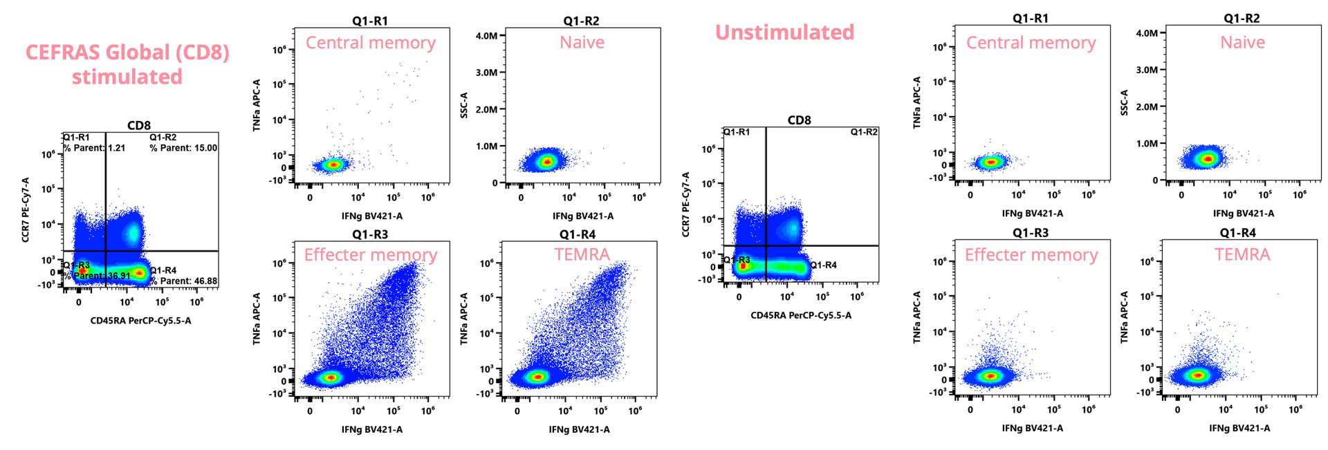 ICS staining FACS plots of CD8 responses to CEFRAS stimulation