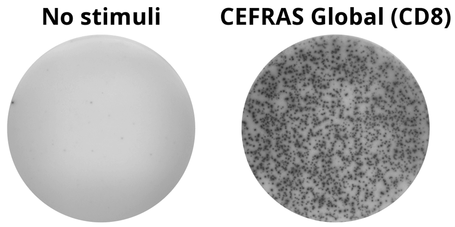 Wells showing IFNg response after CEFRAS stimulation