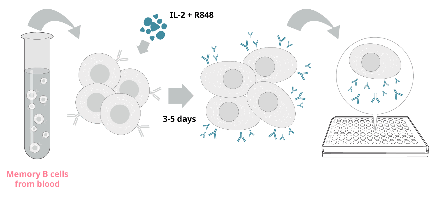 Click to enlarge