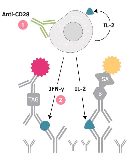 Click to enlarge Overcoming capture effects using anti-CD28 anitbodies in FluoroSpot