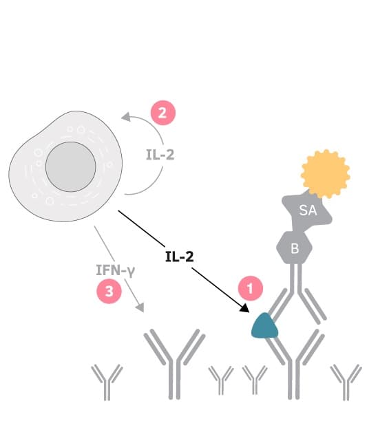 Click to enlarge Depiction of capture effects observed in FluoroSpot