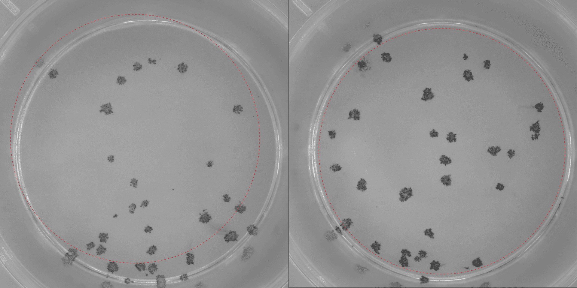 comparison image of good area of interest in focispot wells with bad AOI in left image, good aoi in the right