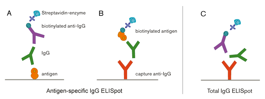 B-cell ELISpot